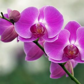 Кімнатні квіти, орхідеї