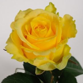 Троянда Пені Лейн